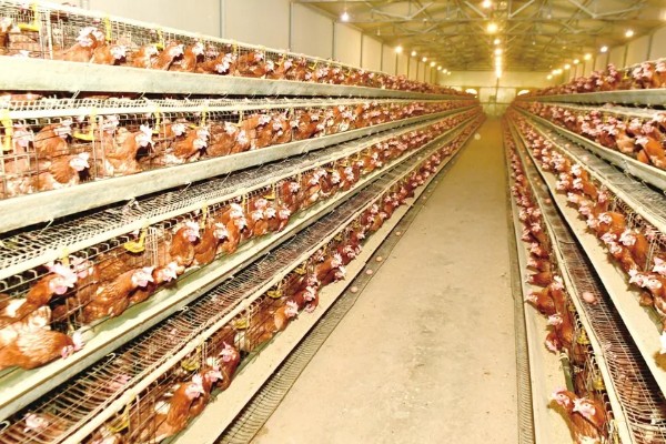 怎么养鸡,随着日龄的增加降低养殖密度