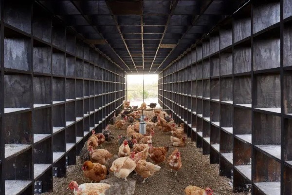 怎么养鸡,随着日龄的增加降低养殖密度