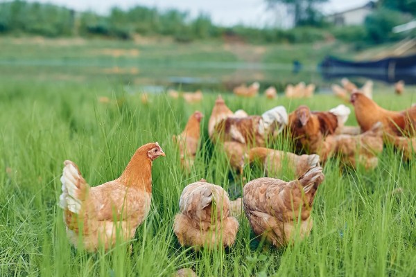 怎么养鸡,随着日龄的增加降低养殖密度