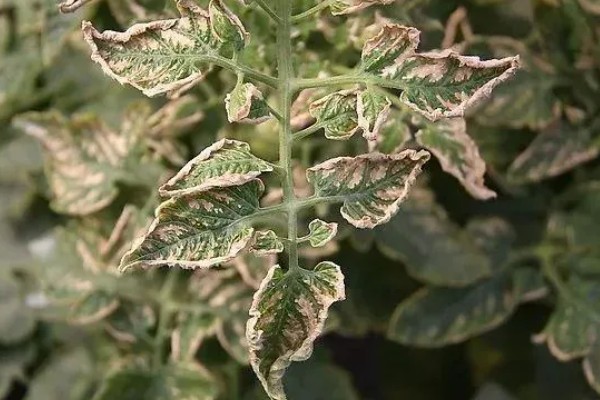 蔬菜病毒病的症状，表现为变色、坏死等