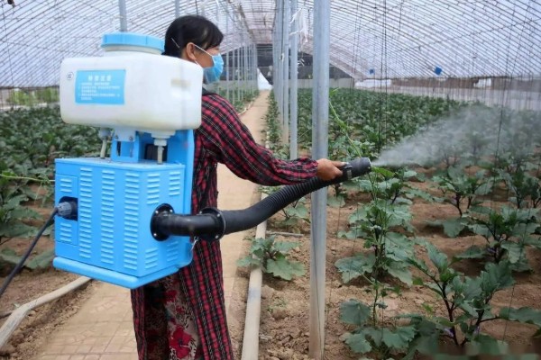 蔬菜病毒病的症状，表现为变色、坏死等