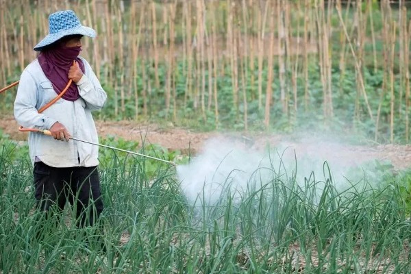 蔬菜病毒病的症状，表现为变色、坏死等