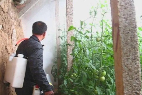 蔬菜病毒病的症状，表现为变色、坏死等