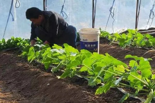 蔬菜病毒病的症状，表现为变色、坏死等