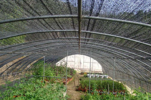 蔬菜病毒病的症状，表现为变色、坏死等