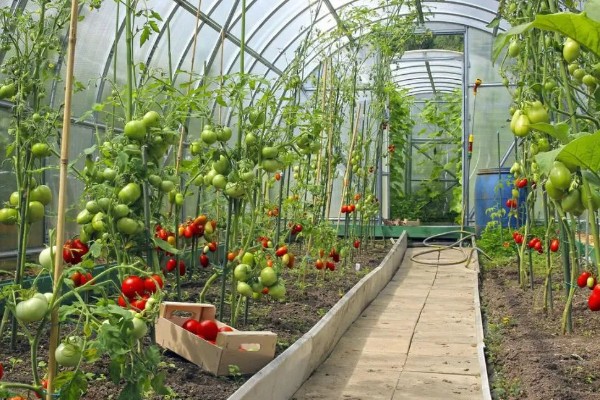 蔬菜病毒病的症状，表现为变色、坏死等