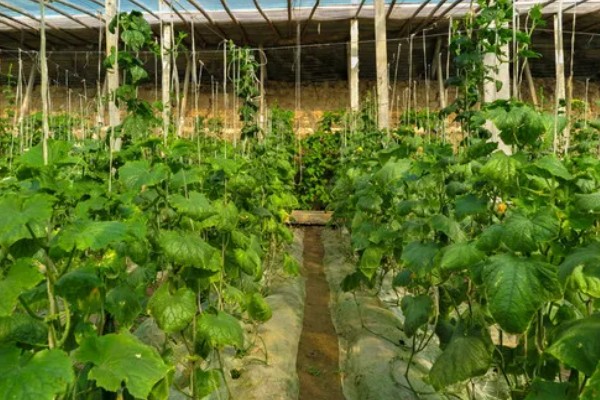 蔬菜病毒病的症状，表现为变色、坏死等