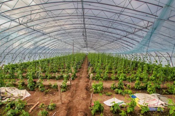 蔬菜病毒病的症状，表现为变色、坏死等