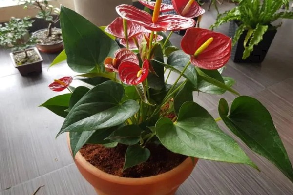 红掌不开花的原因,可能是温度不适所致