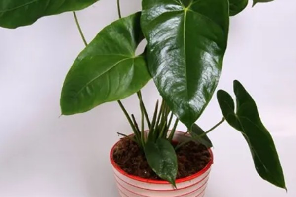 红掌不开花的原因,可能是温度不适所致