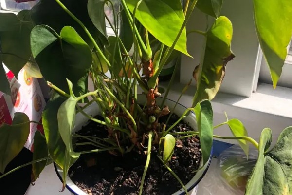 红掌不开花的原因,可能是温度不适所致