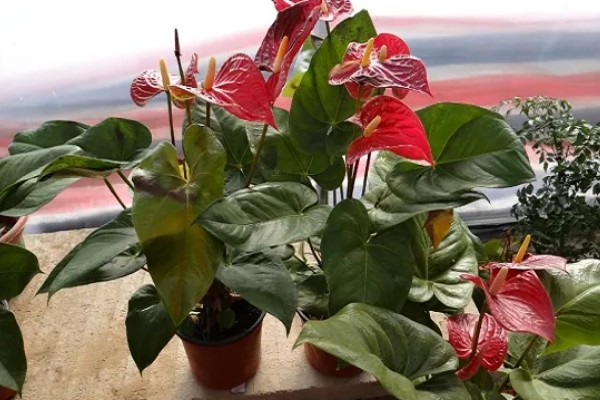 红掌不开花的原因,可能是温度不适所致