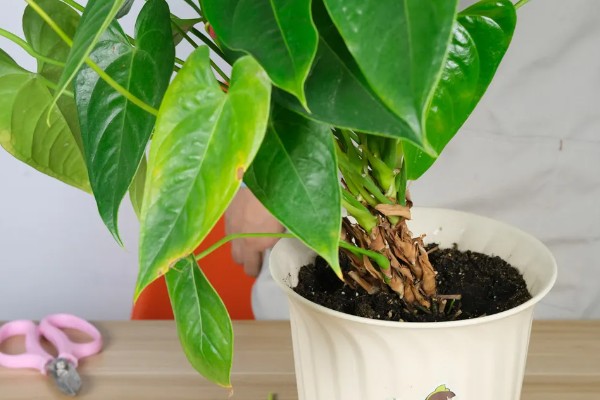 红掌不开花的原因,可能是温度不适所致