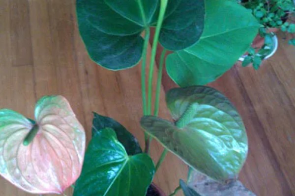 红掌不开花的原因,可能是温度不适所致