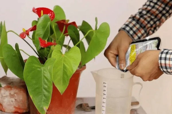 红掌不开花的原因,可能是温度不适所致