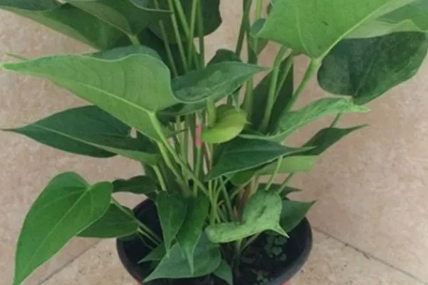 红掌不开花的原因,可能是温度不适所致