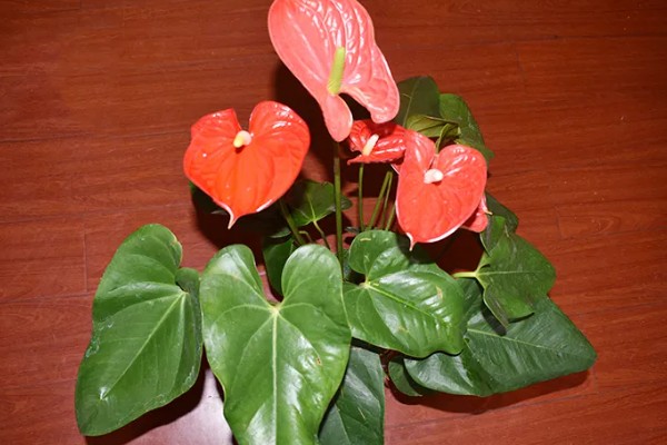 红掌不开花的原因,可能是温度不适所致