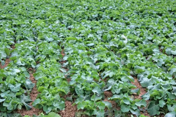 12月份种油菜算晚吗，容易受到低温冻害