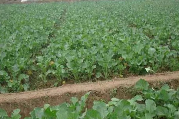 12月份种油菜算晚吗，容易受到低温冻害