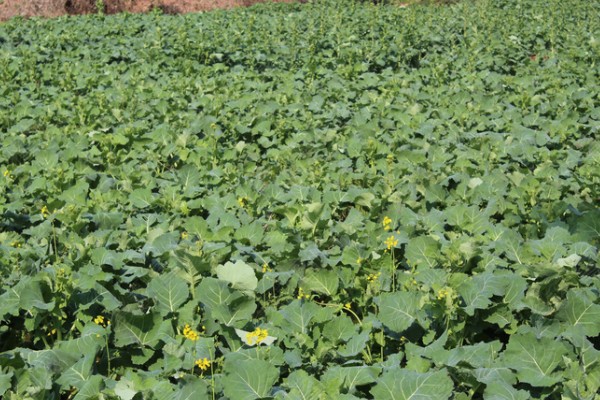 12月份种油菜算晚吗，容易受到低温冻害