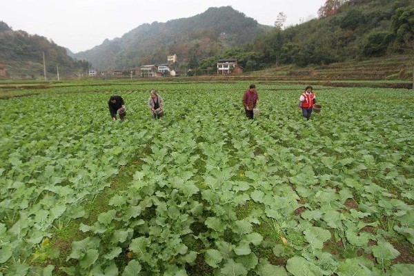 12月份种油菜算晚吗，容易受到低温冻害