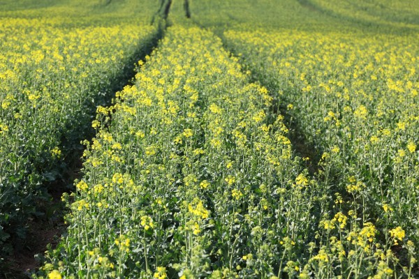 12月份种油菜算晚吗，容易受到低温冻害