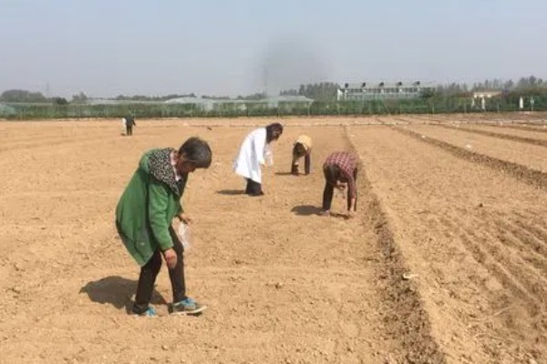 12月份种油菜算晚吗，容易受到低温冻害