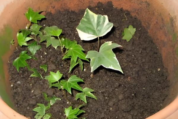 常春藤怎么扦插,插入土壤后要压实