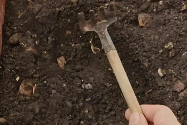 常春藤怎么扦插,插入土壤后要压实