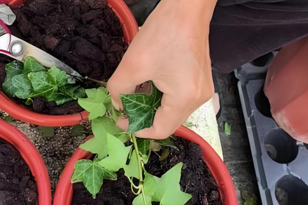 常春藤怎么扦插,插入土壤后要压实