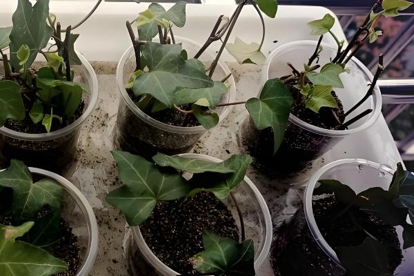 常春藤怎么扦插,插入土壤后要压实