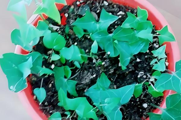 常春藤怎么扦插,插入土壤后要压实