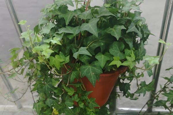 常春藤怎么扦插,插入土壤后要压实