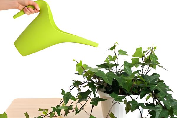 常春藤怎么扦插,插入土壤后要压实