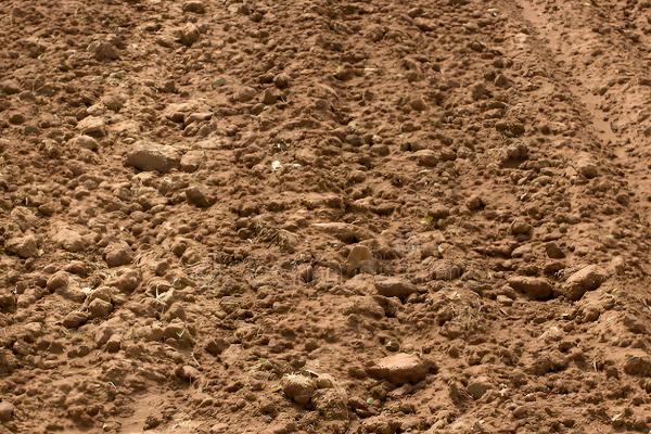 哪种土壤适合种人参果,疏松的土壤有利于人参果扎根生长