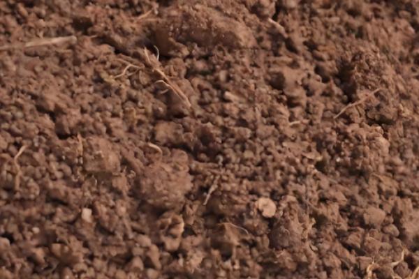 哪种土壤适合种人参果,疏松的土壤有利于人参果扎根生长