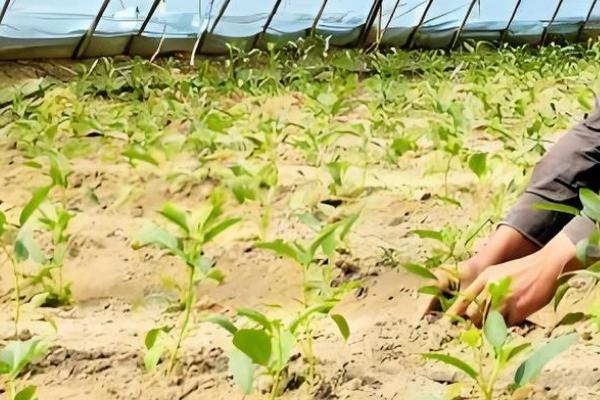 哪种土壤适合种人参果,疏松的土壤有利于人参果扎根生长