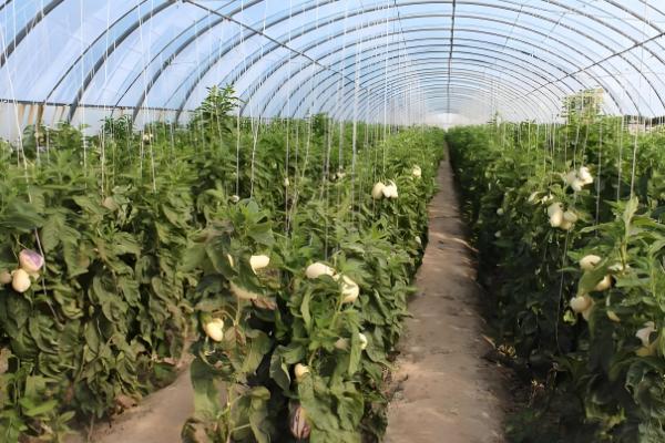 哪种土壤适合种人参果,疏松的土壤有利于人参果扎根生长