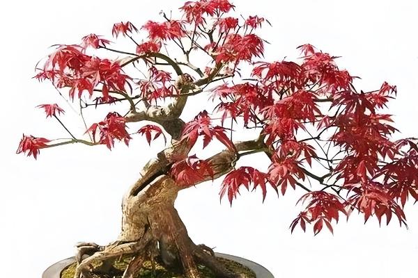 红枫盆栽的修剪方法，剪除过长枝、交叉密生枝等枝条