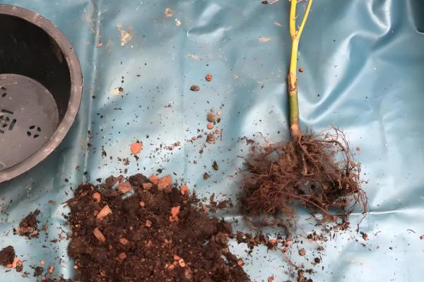 红枫盆栽的修剪方法，剪除过长枝、交叉密生枝等枝条