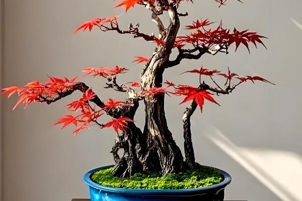 红枫盆栽的修剪方法，剪除过长枝、交叉密生枝等枝条