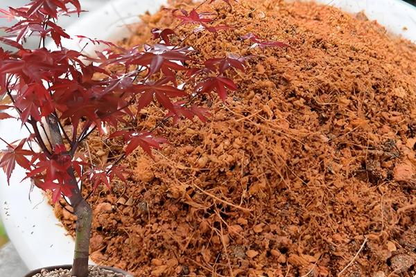 红枫盆栽的修剪方法，剪除过长枝、交叉密生枝等枝条