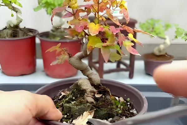 红枫盆栽的修剪方法，剪除过长枝、交叉密生枝等枝条