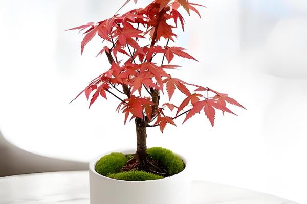 红枫盆栽的修剪方法，剪除过长枝、交叉密生枝等枝条