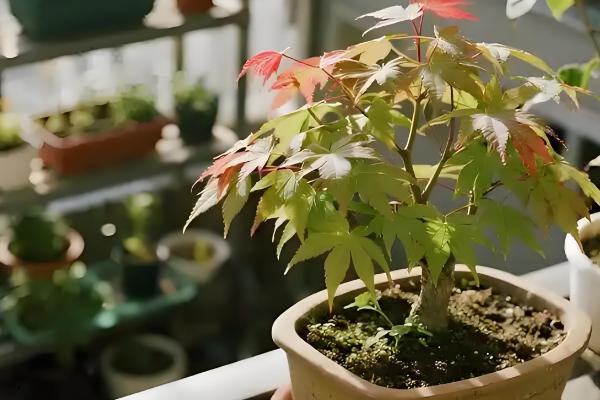 红枫盆栽的修剪方法，剪除过长枝、交叉密生枝等枝条