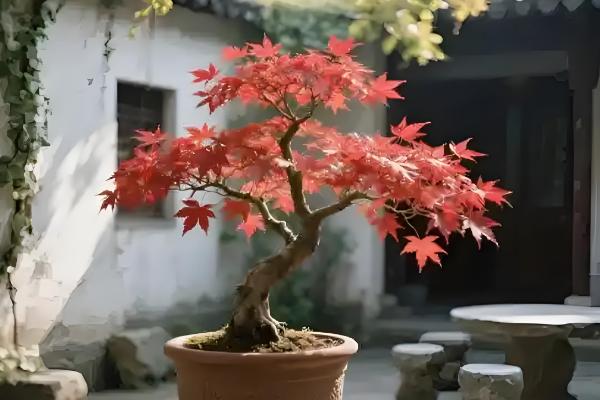 红枫盆栽的修剪方法，剪除过长枝、交叉密生枝等枝条