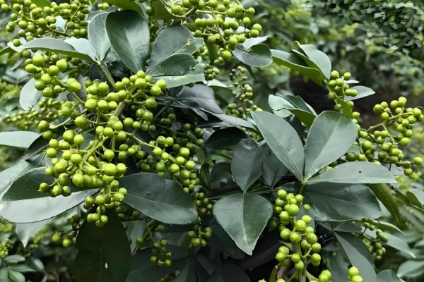 花椒和麻椒有什么区别,颜色、口味等方面都不同