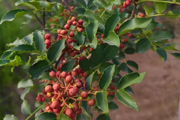 花椒和麻椒有什么区别,颜色、口味等方面都不同