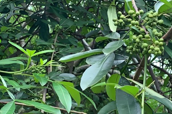 花椒和麻椒有什么区别,颜色、口味等方面都不同