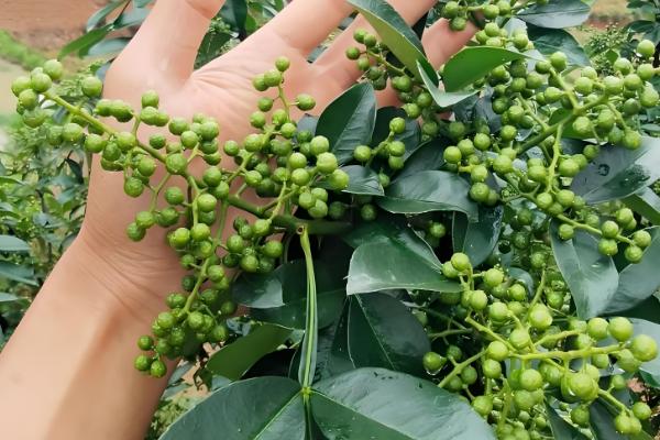 花椒和麻椒有什么区别,颜色、口味等方面都不同